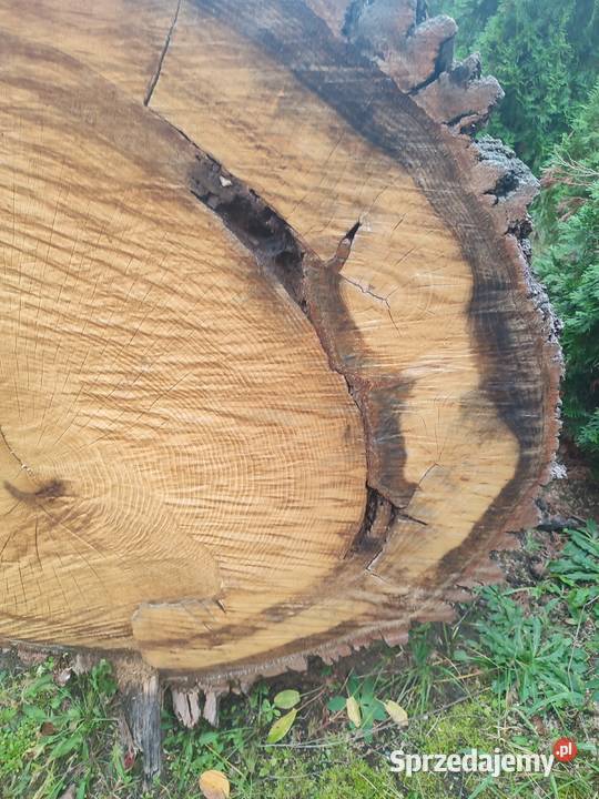 Dąb Kłoda monolity blaty stoły 130 średnica sprzedam