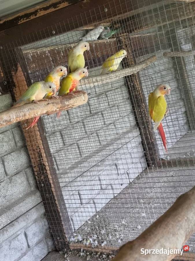 Papugi Rudosterki aleksandretty Odolanów