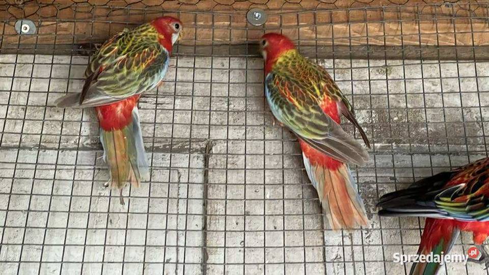 Sprzedam Rozzele Białolica Bierdzany sprzedam