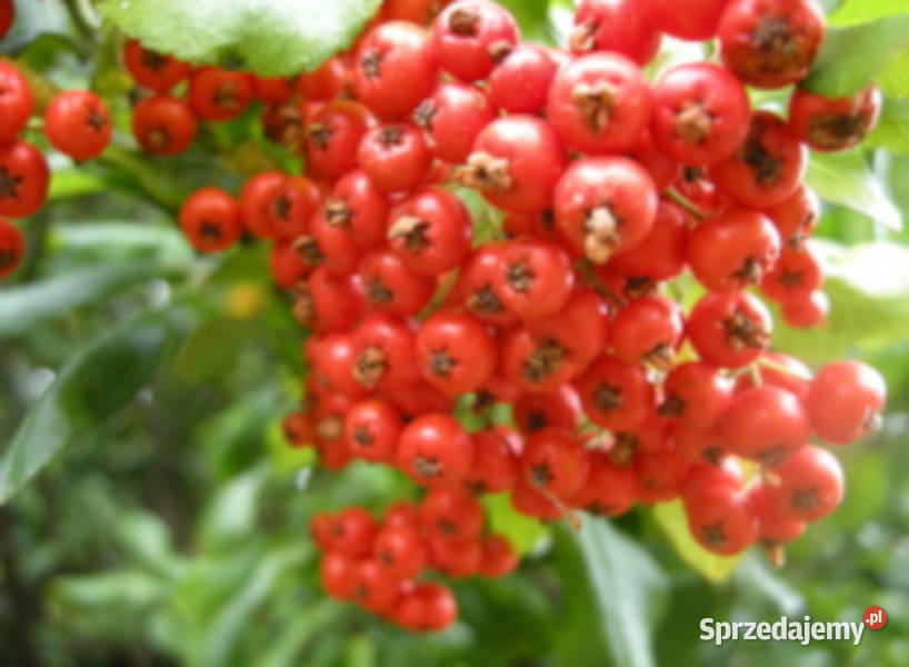 OGNIK SZKARŁATNY Red Column sadzonki w Ustronie
