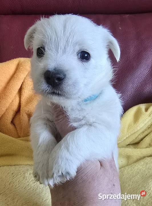 West highland white terrier suczka westi zkwp łódzkie Piątkowisko