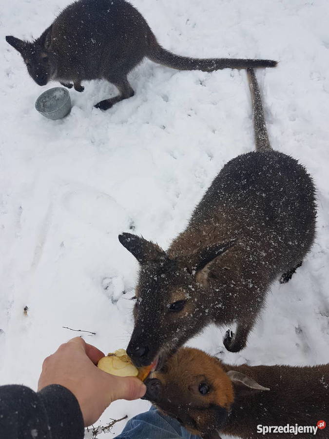 Walabia Benneta kangur rdzawoszyi parę Pozostałe Kraków