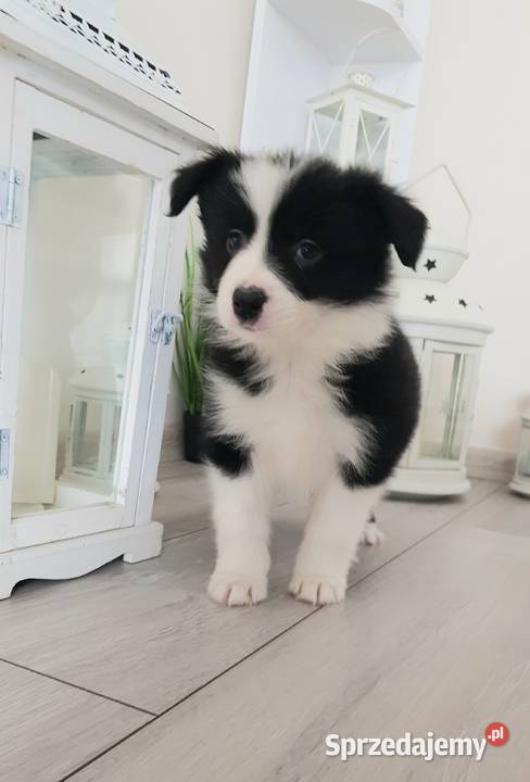 Border collie Kowalewo Pomorskie