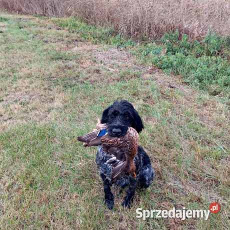 Wyżeł niemiecki szorstkowłosy polujący podlaskie Tykocin sprzedam
