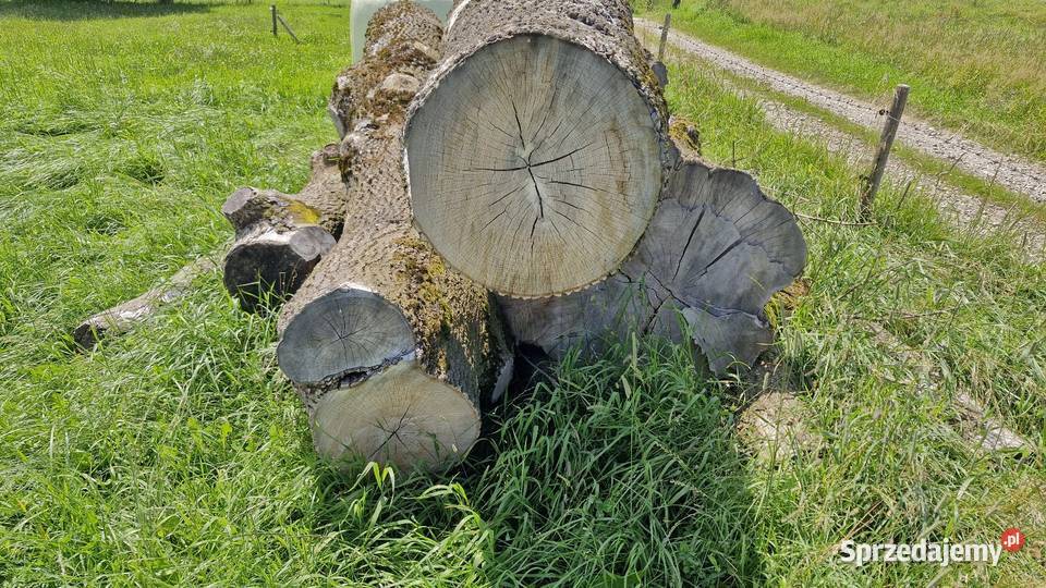Drzwo w klockach Jesion Leśnictwo Maruszyna sprzedam