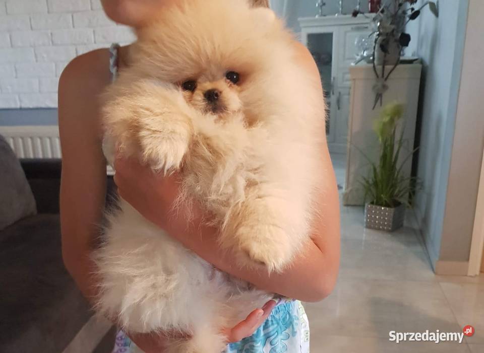 Reproduktorpomeranian typ misia Bolesławiec