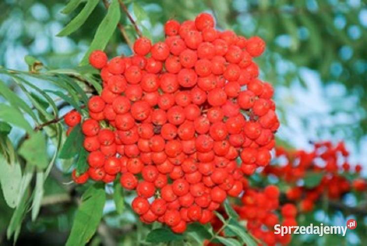 Jarzębina pospolita jarząb sądzonki Lębork