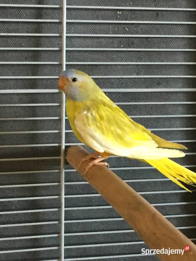 Łąkówki wspaniałe Gorzów Wielkopolski