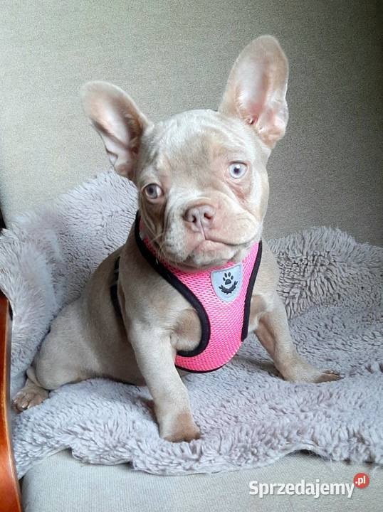 Buldg francuski suczka Pabianice sprzedam