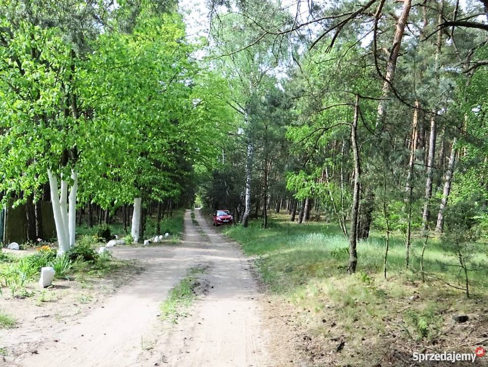 Działka wśród lasów leśna Gostynin