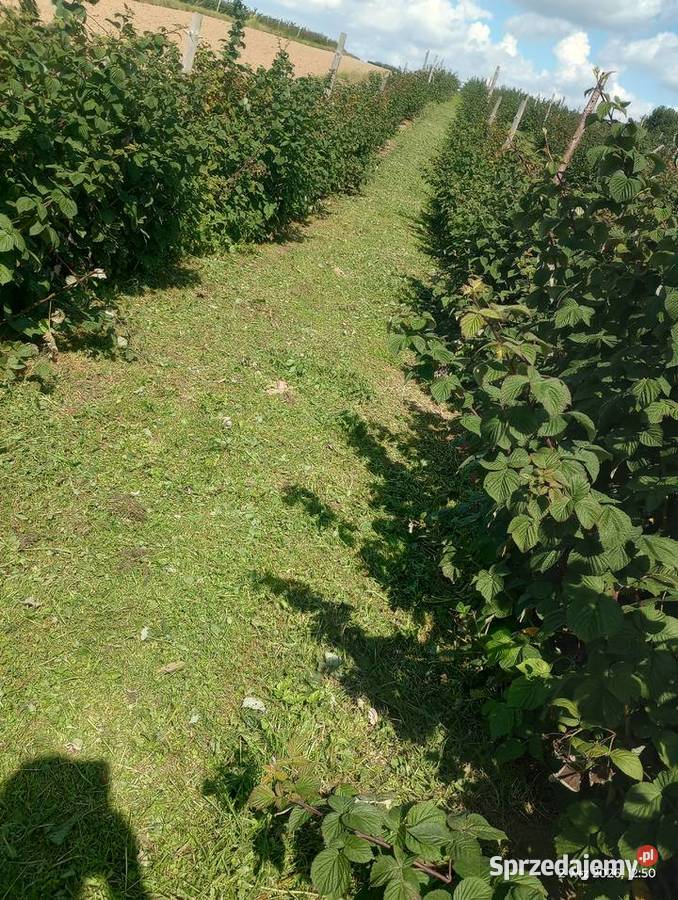 Maliny letnie Chrzanów