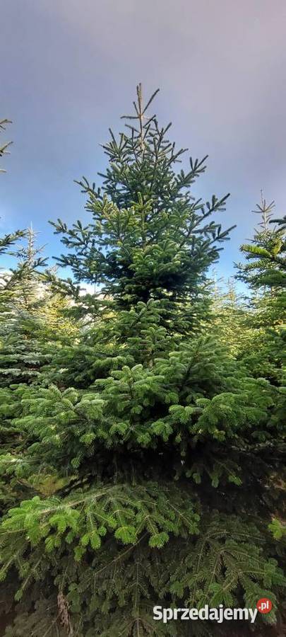 Stroisz gełęzie jodłą kaukaska Mazowieckie sprzedam