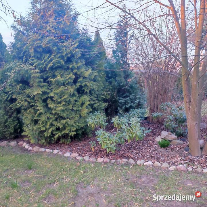 Działka ROD łódzkie Bełchatów