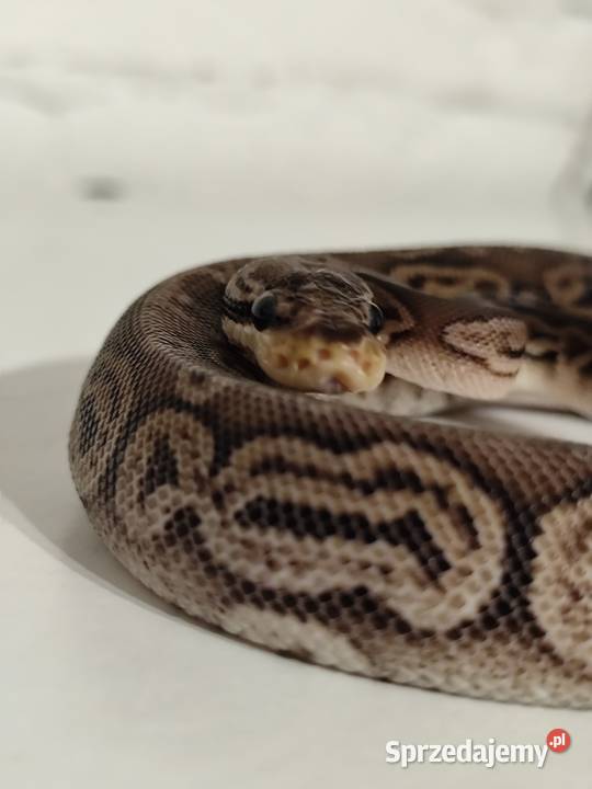 Samiczka pyton królewski Pruszków