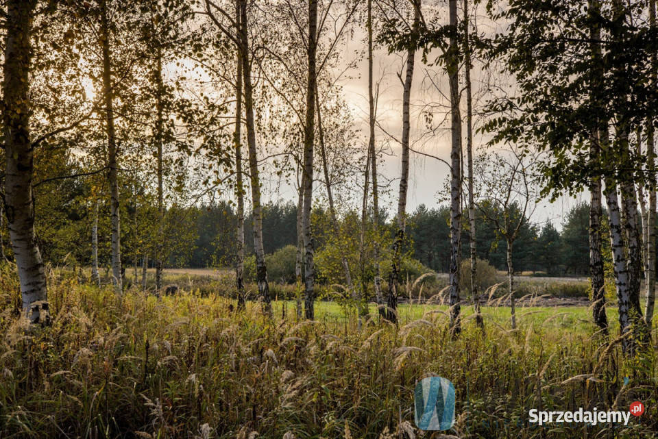 sprzedaży gruntu Czosnów 3000m2 polna