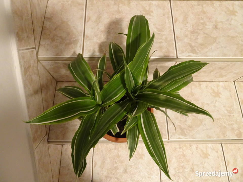 dracena deremensis WARNECKII