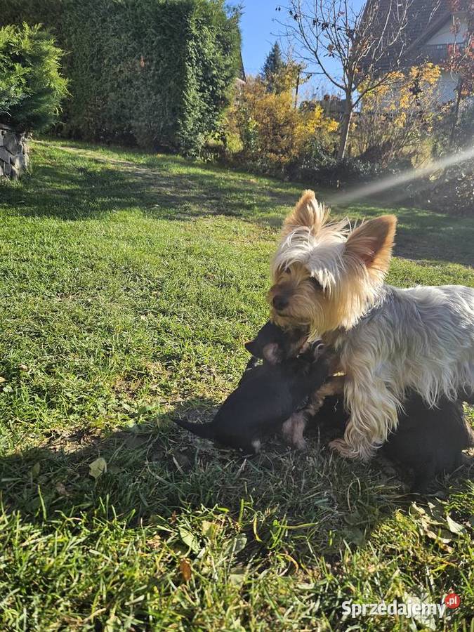 Yorkshire terrier Krościenko nad Dunajcem