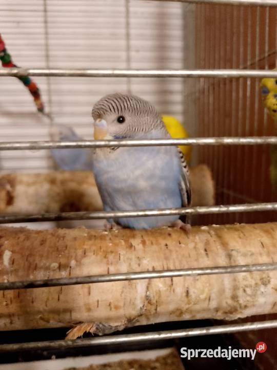 Papugi faliste młode Tomaszów Mazowiecki