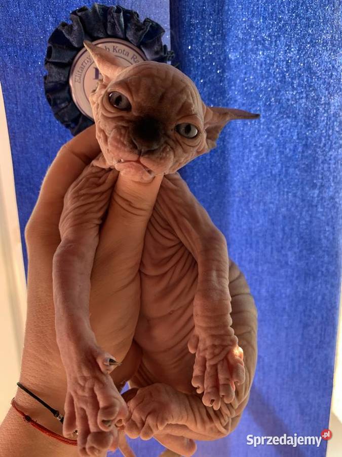 Śliczna Śmiała Dziewczynka Rakija Wwa Katowice Warszawa