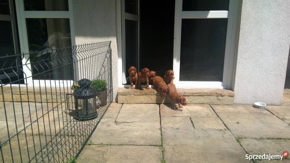 Seter irlandzki szczenięta Sławków