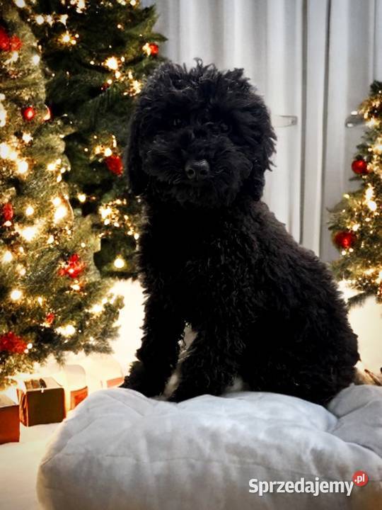 BAJKA Pudel miniaturowy Pozostałe Limanowa