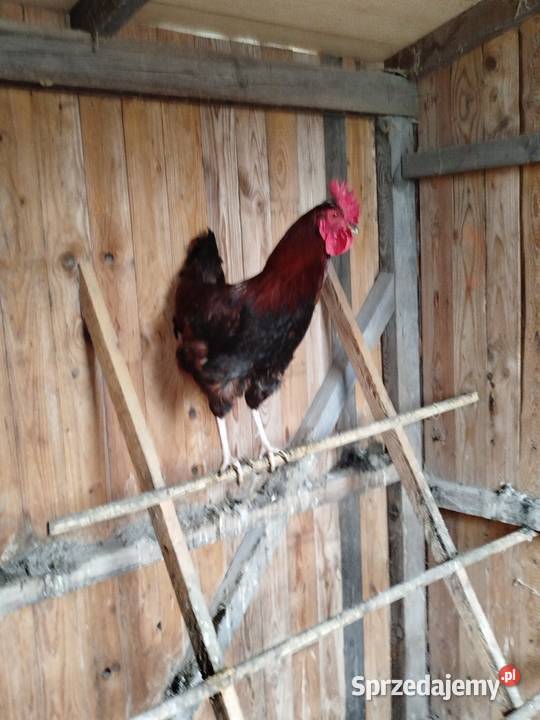 Kogut koguty Choszczówka Dębska