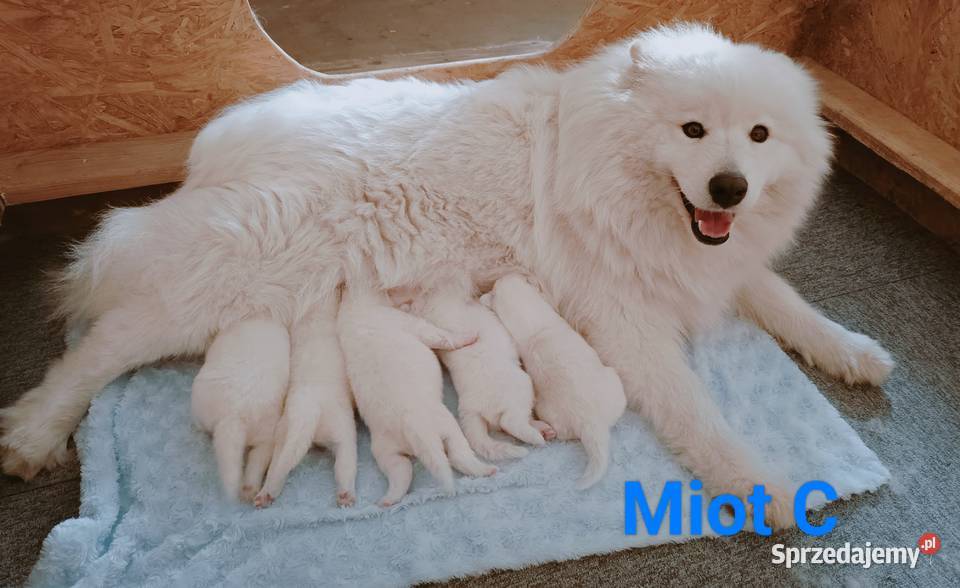Szczeniaki Samoyed do odbioru początek maja