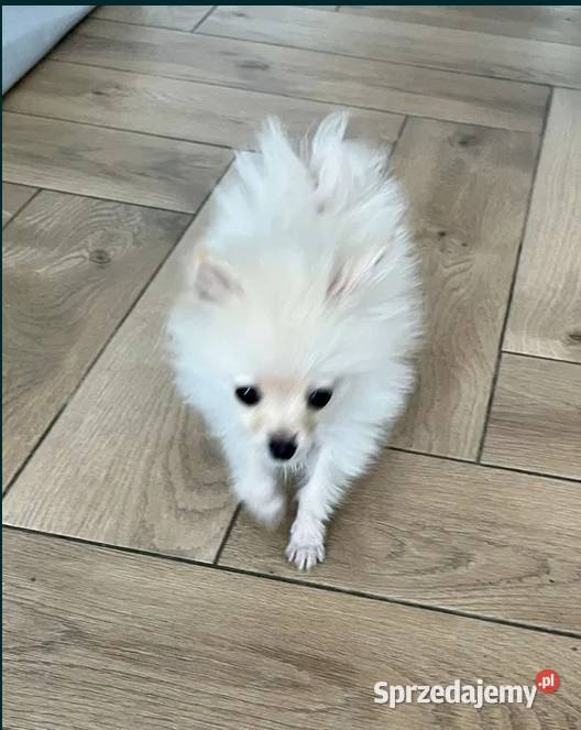 szpic miniaturowy suczka świętokrzyskie