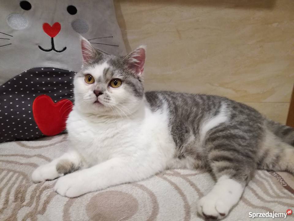 Sprzedam koty brytyjskie Inowrocław