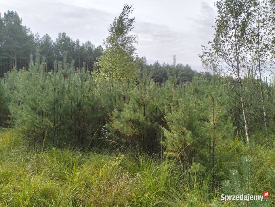 Działka Leśna 455 ha z Sosnowym Lasem Idealne Leśnictwo Psary-Kolonia
