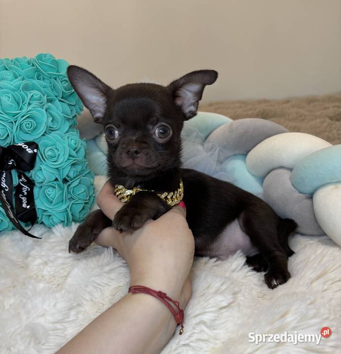 Chihuahua krótkowłosy czekoladowy piękny badania Chihuahua Bełchatów sprzedam