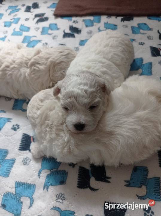 Szczenię Bichon Frise Bielkówko