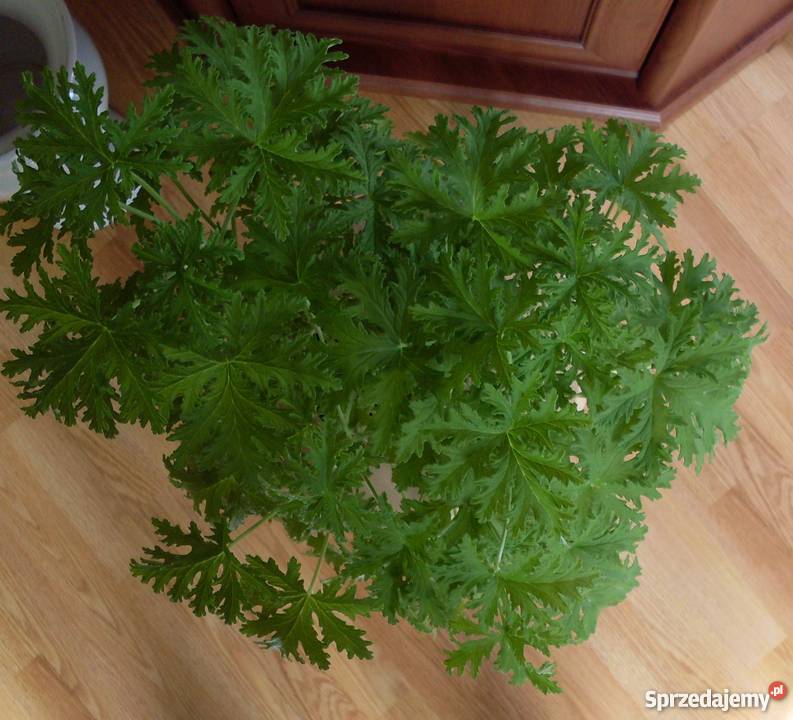 KwiatGeranium odcienie zieleni Poznań