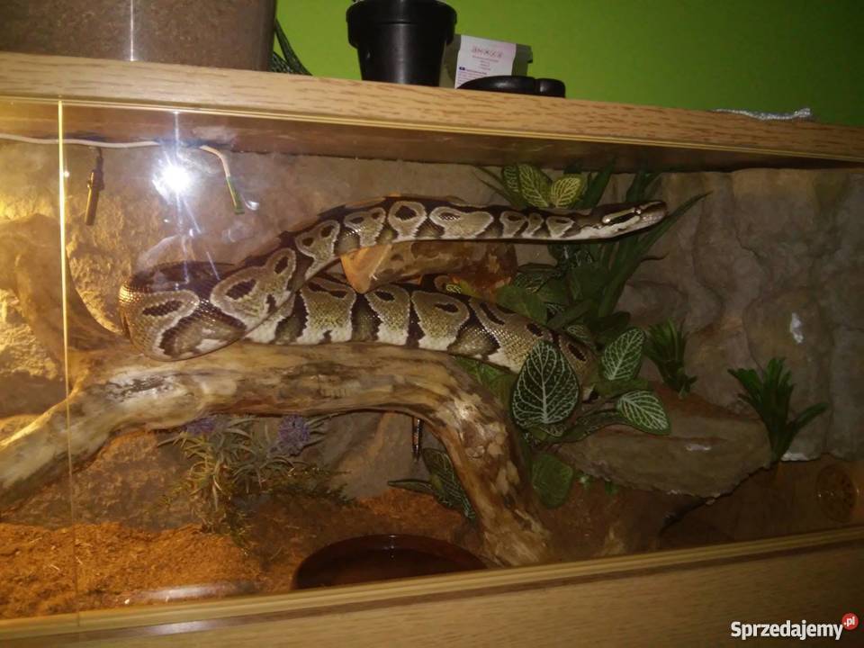 Pyton królewski dorosła samica Ustka