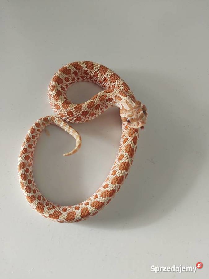 Heterodon zachodni samiec i samica