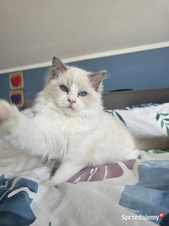 słodki kocurek kotek Latte FPL FiFE juz gotowy Uścikowo