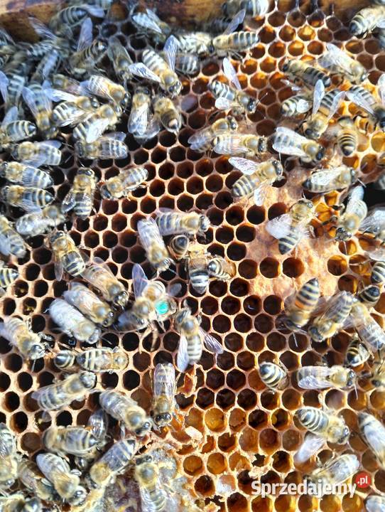 Pszczoły na ramkach w zwykła wposzerzana dadant Brańsk sprzedam
