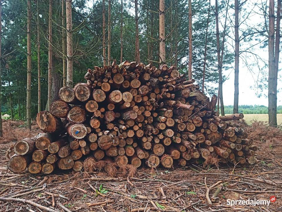 Brzoza sosna akacja wałki drewno suche m3 mazowieckie