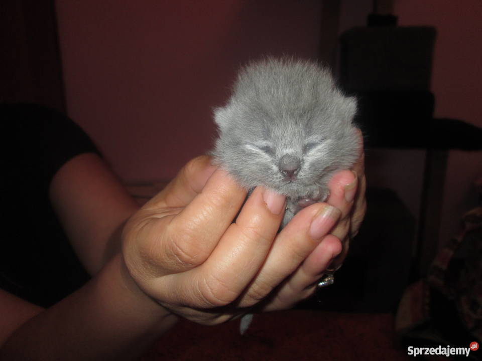 brytyjczyki rodowód FPL Sosnowiec sprzedam