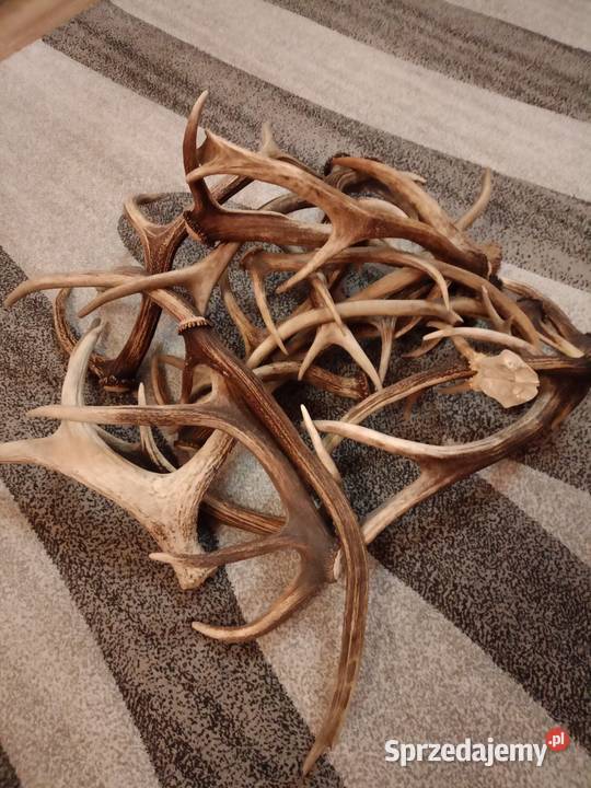 Sprzedam poroże różnego rodzaju Pozostałe