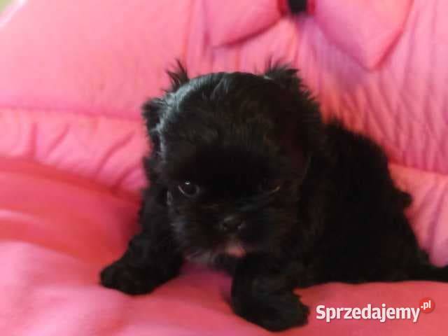 Shih Tzu Prześliczne Czarne Maluszki Maleńkich Shih Tzu małopolskie Olkusz sprzedam