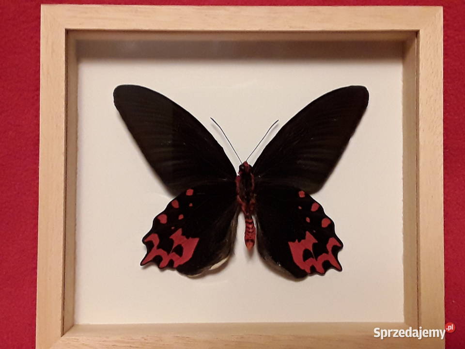 Motyl wramce 16x14 Atrophaneura semperi 110 mm zachodniopomorskie Szczecin