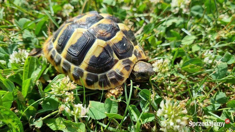 Żółw grecki testudo hermani z terrarium opolskie