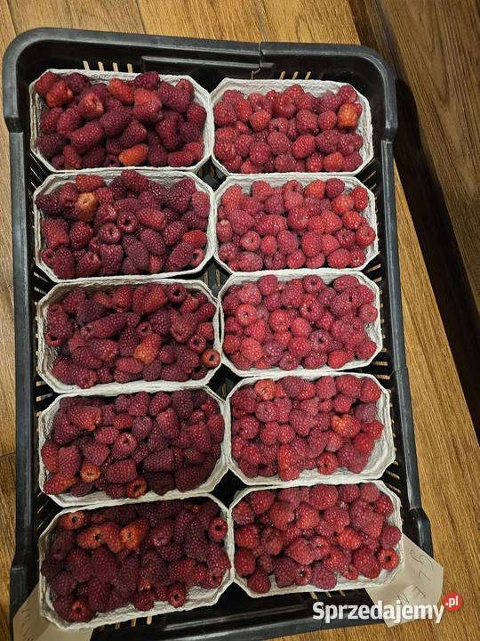 Sprzedam sadzonki malin letnich Wyszatyce