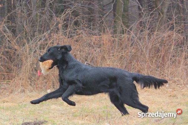 szczenięta flat coated retriever zapowiedź miotu Psy śląskie Orzesze