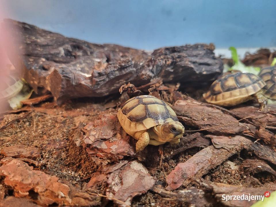 Żółw Lądowy Grecki Sklep Zoologiczny Katowice