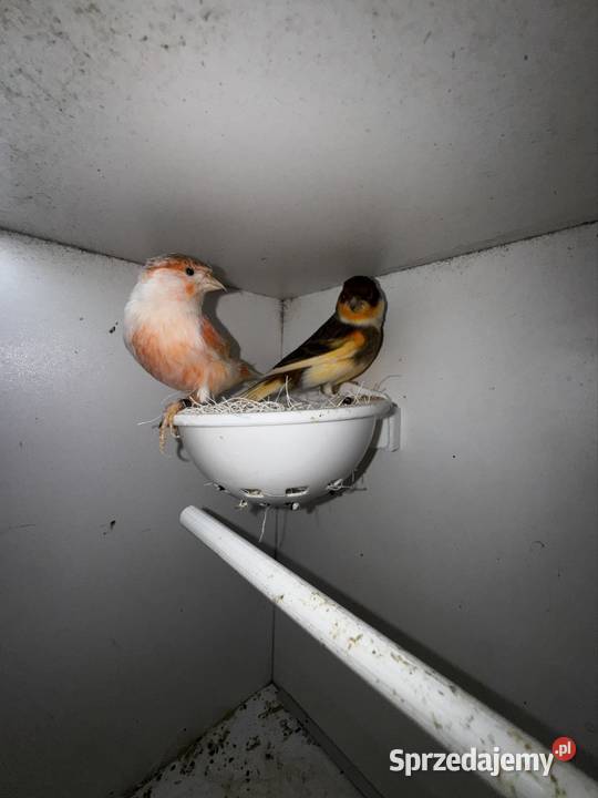 Kanarki Arlekin Skała