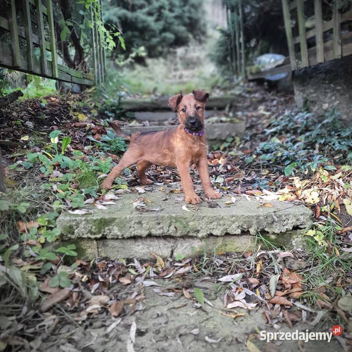 Terier irlandzki Pozostałe Klonowo Dolne