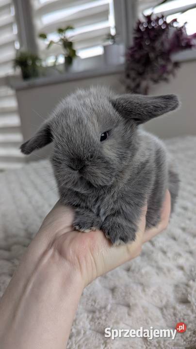 Mini lop królik miniaturka mały karzełek baranek sprzedam