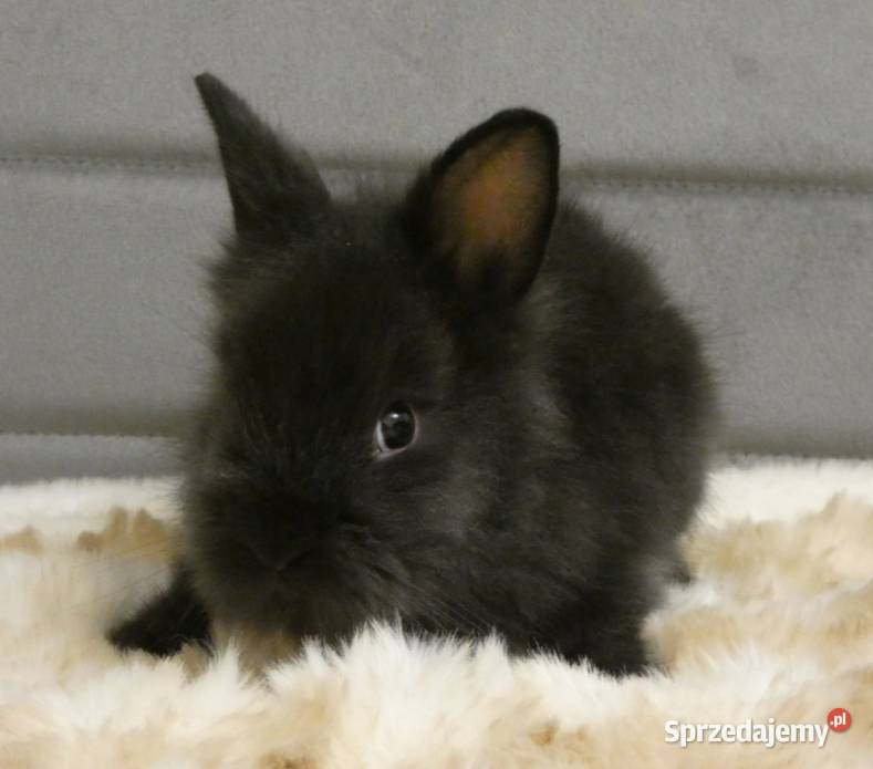 Króliki miniaturki Dąbrowa Górnicza
